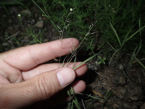 Muhlenbergia microsperma observed 2025-03-06