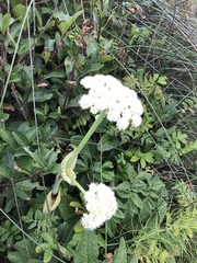 Angelica hendersonii