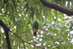 Ptilinopus melanospilus