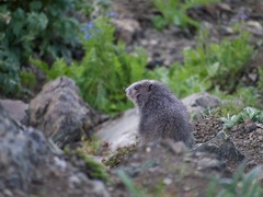 Marmota olympus