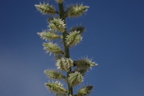 Tragus berteronianus observed 2025-03-06