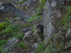 Marmota olympus