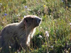 Marmota olympus
