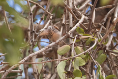 Ramsayornis fasciatus