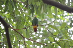 Ptilinopus melanospilus