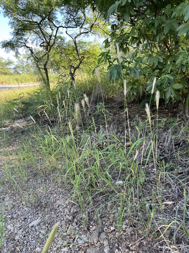 Chloris virgata observed 2025-03-06