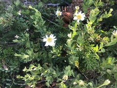 Eucephalus paucicapitatus