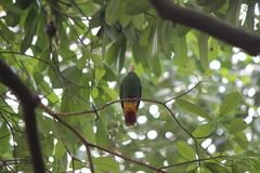 Ptilinopus melanospilus