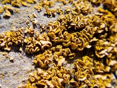 Xanthomendoza oregana