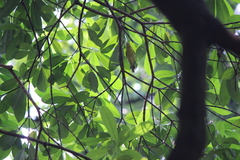 Aegithina tiphia