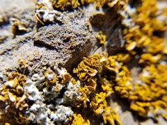 Xanthomendoza oregana