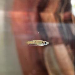 Panamanian Molly photo 1