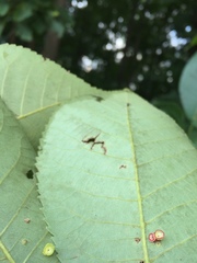 Caryomyia flaticrustum