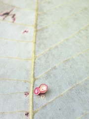 Caryomyia flaticrustum