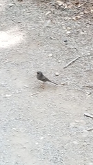 Junco hyemalis image