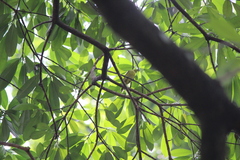Aegithina tiphia