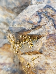 Xanthomendoza oregana