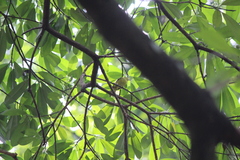 Aegithina tiphia
