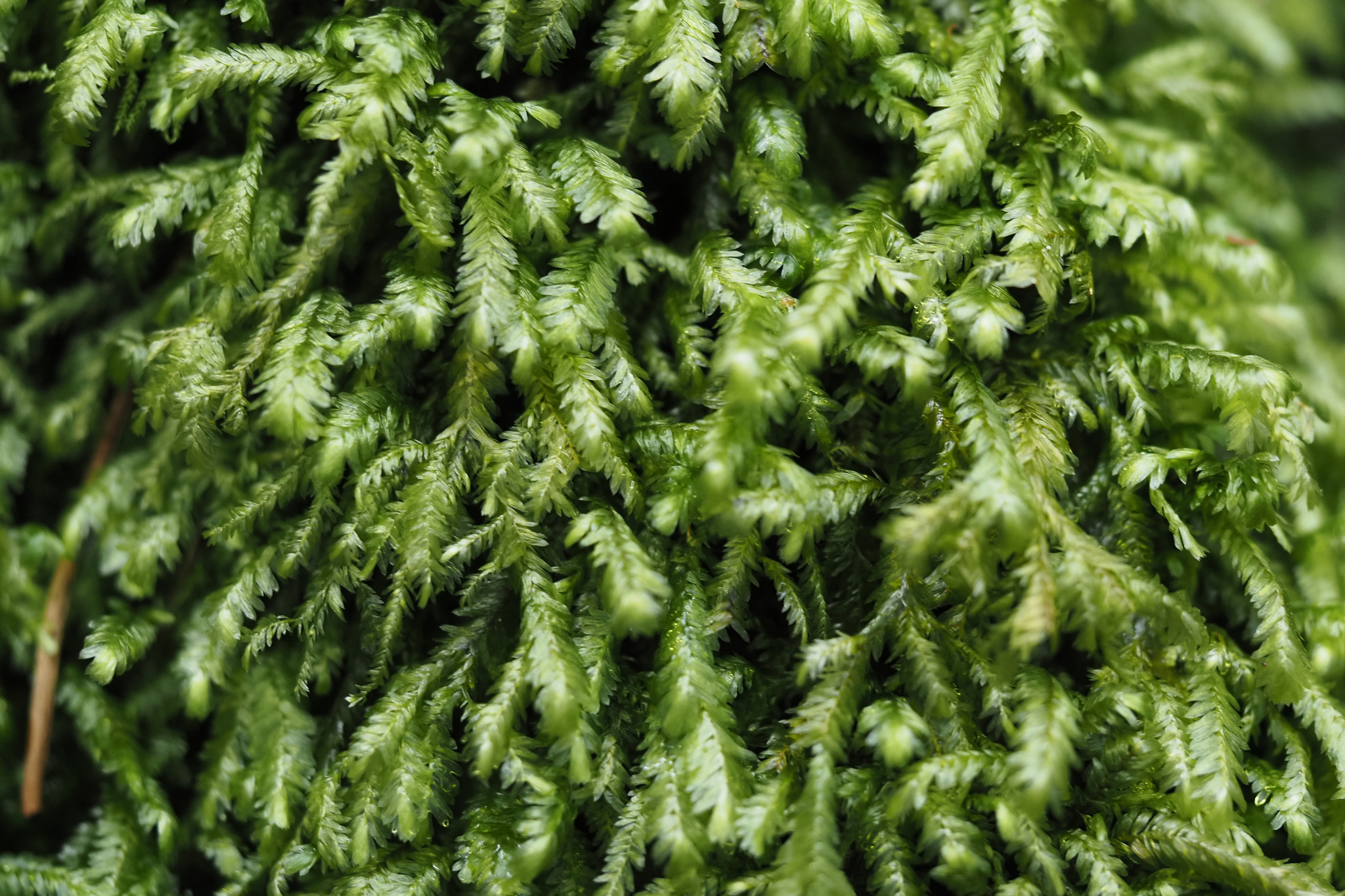 Porotrichum bigelovii