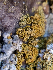Xanthomendoza oregana