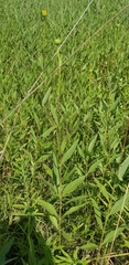 Helianthus occidentalis