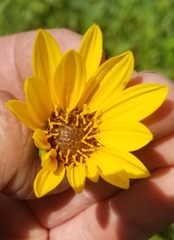 Helianthus occidentalis