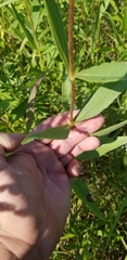 Helianthus occidentalis