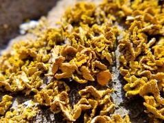 Xanthomendoza oregana