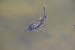 Pterygoplichthys