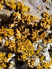 Xanthomendoza oregana