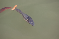 Pterygoplichthys