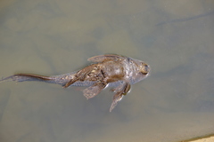 Pterygoplichthys