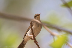 Ramsayornis modestus