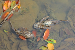 Pterygoplichthys
