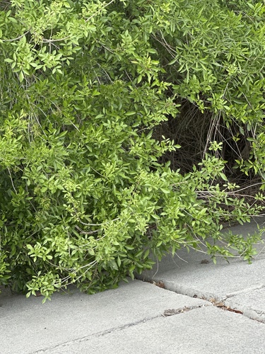 Fraxinus berlandieriana