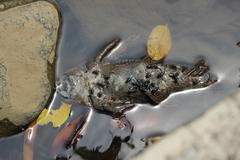 Pterygoplichthys