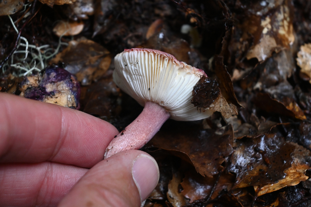 Russula · January 2025 · photo: © jon_sullivan (iNaturalist, cc-by)