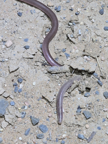 Prong-snouted Blind Snake
