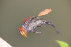 Pterygoplichthys