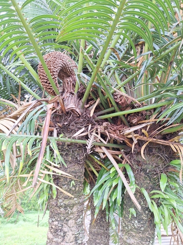 Cycas seemannii, photograph 4