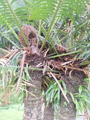 Cycas seemannii, photograph (c) Dominik Maximilián Ramík, some rights reserved (CC BY)