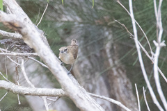 Gerygone magnirostris