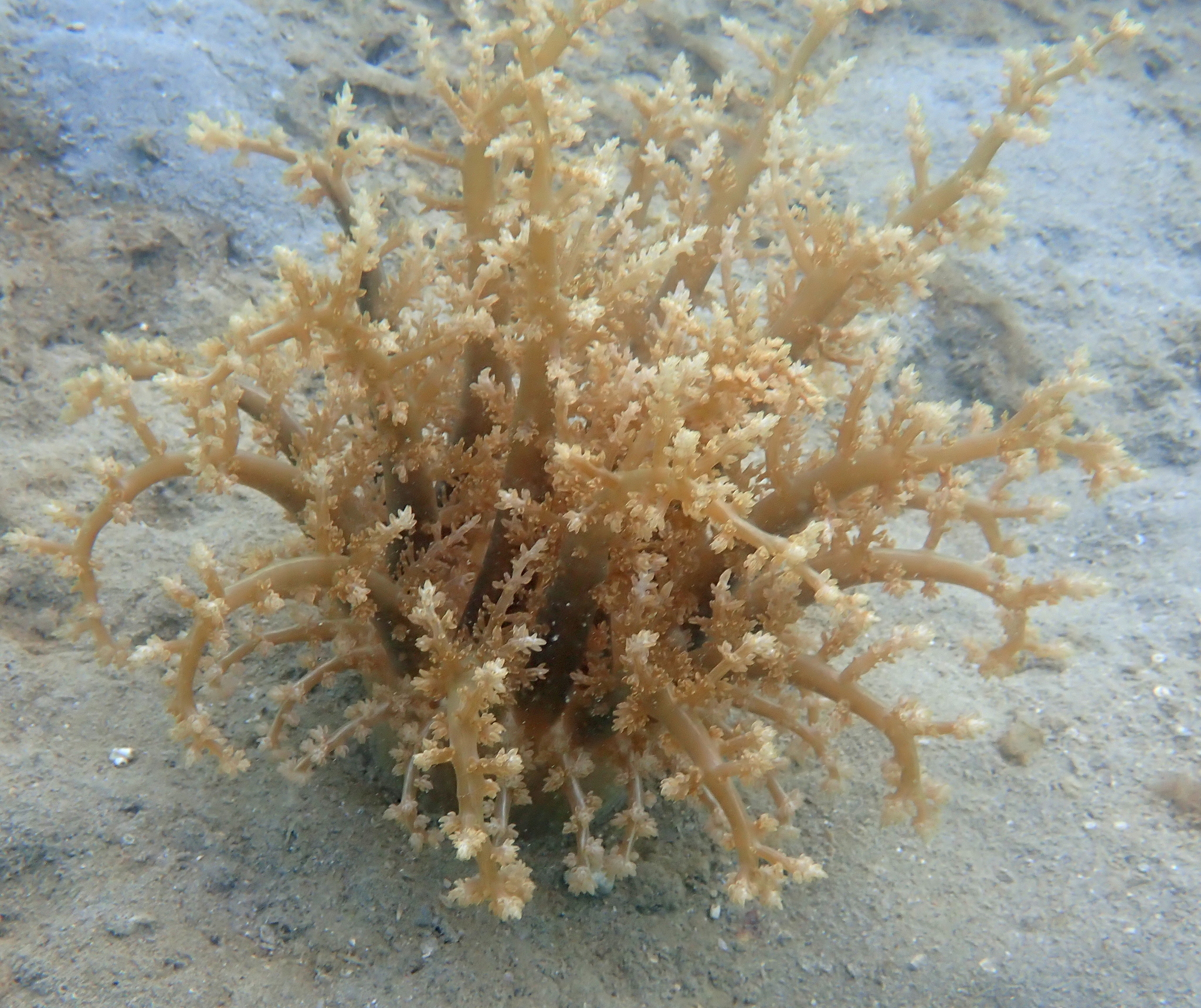 Actinodendron arboreum (Quoy & Gaimard, 1833)