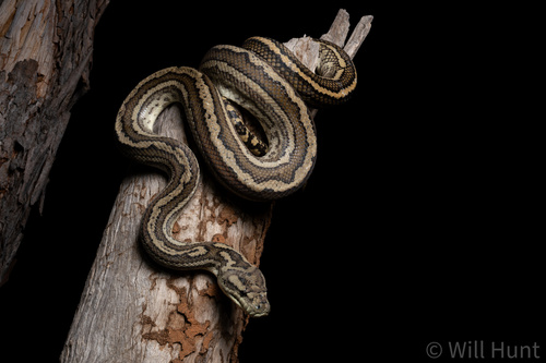 Coastal Carpet Python sighting