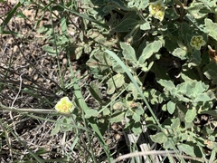 Chamaesaracha pallida