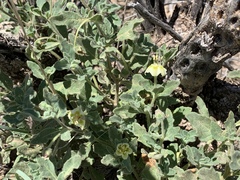 Chamaesaracha pallida