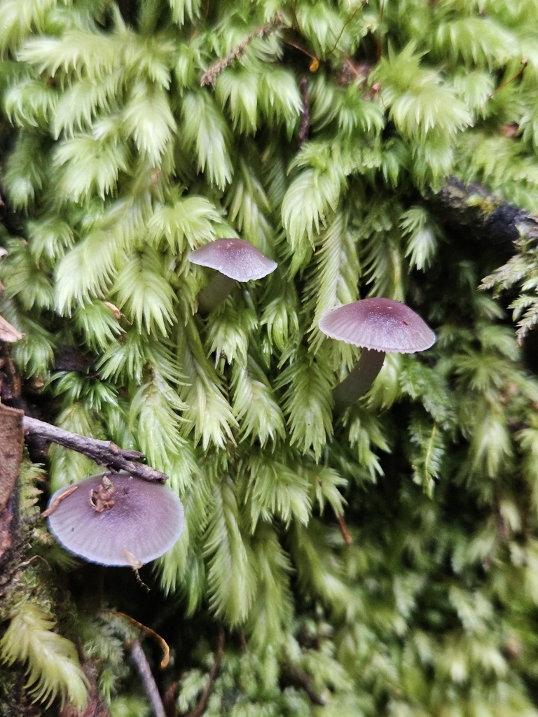 Gliophorus lilacipes · March 2025 · photo: © acnestis (iNaturalist, cc-by-nc)