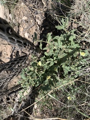 Chamaesaracha pallida