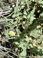 Chamaesaracha pallida