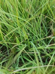 Bouteloua dactyloides